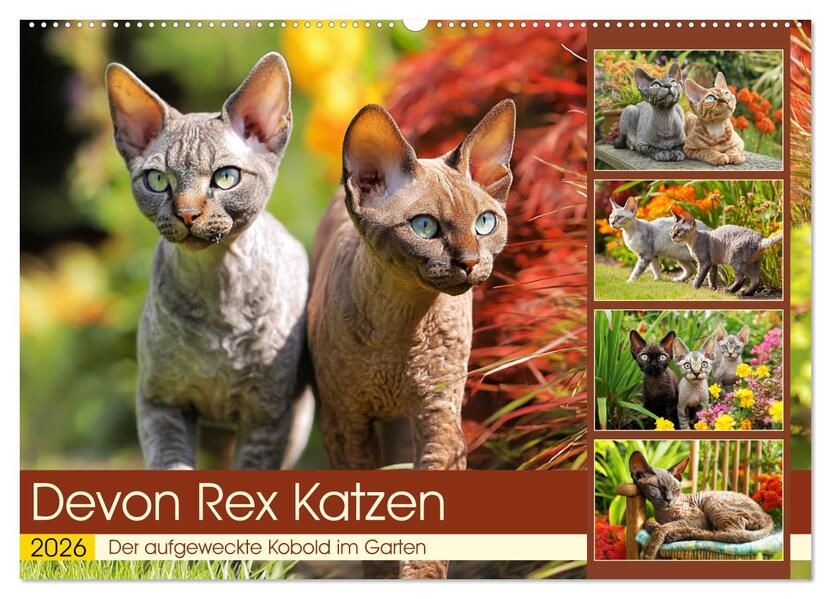 Devon Rex Katzen. Der aufgeweckte Kobold im Garten (Wandkalender 2026 DIN A2 quer) CALVENDO Monatskalender