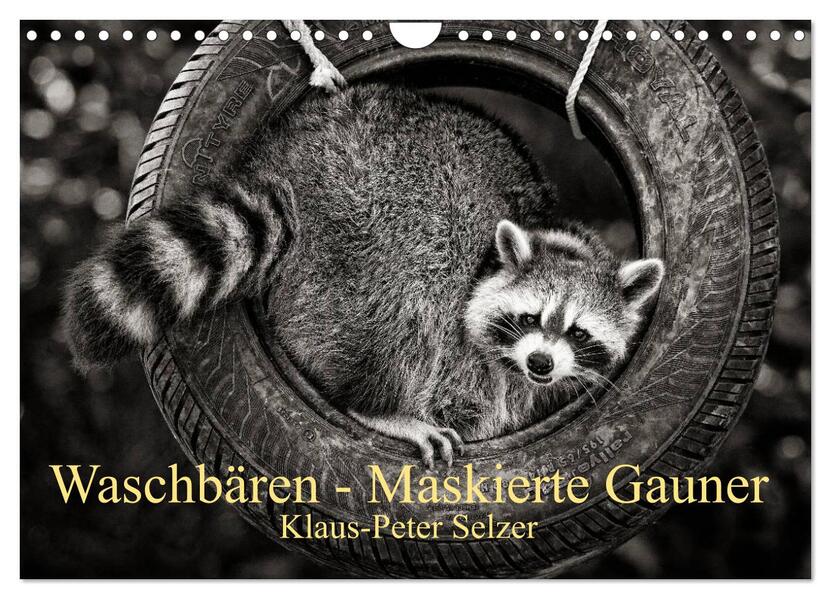 Waschbären - Maskierte Gauner (Wandkalender 2026 DIN A4 quer) CALVENDO Monatskalender