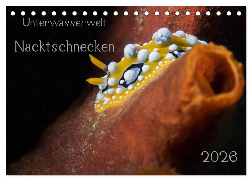 Unterwasserwelt Nacktschnecken (Tischkalender 2026 DIN A5 quer) CALVENDO Monatskalender