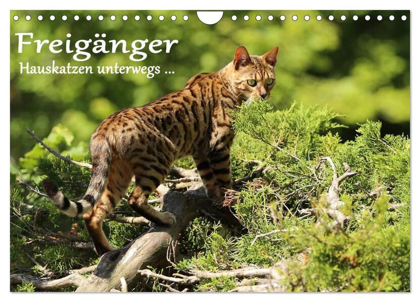 Freigänger - Hauskatzen unterwegs (Wandkalender 2026 DIN A4 quer) CALVENDO Monatskalender