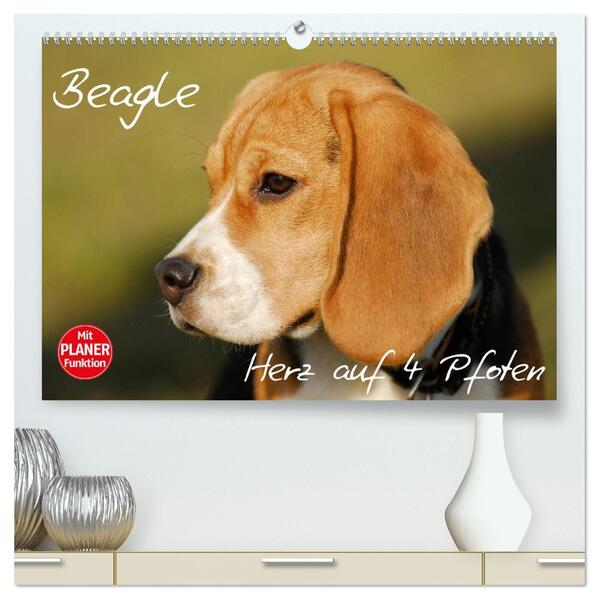 Beagle - Herz auf 4 Pfoten (hochwertiger Premium Wandkalender 2026 DIN A2 quer) Kunstdruck in Hochglanz