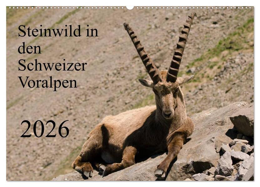 Steinwild in den Schweizer Voralpen (Wandkalender 2026 DIN A2 quer) CALVENDO Monatskalender