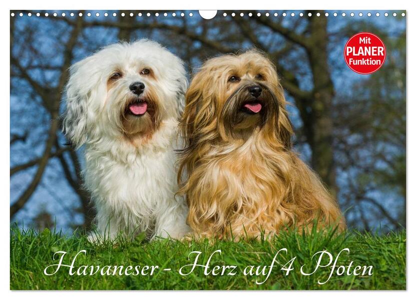 Havaneser - Herz auf 4 Pfoten (Wandkalender 2026 DIN A3 quer) CALVENDO Monatskalender