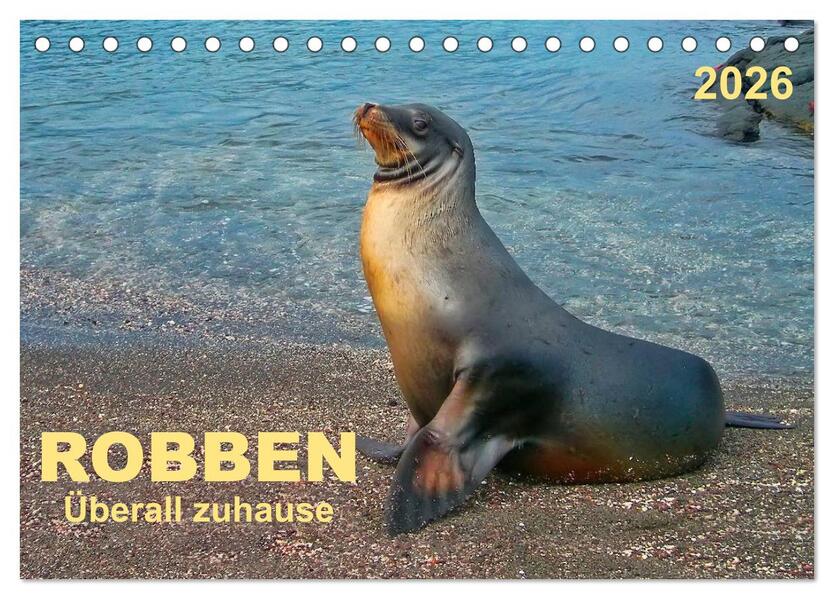 Robben - überall zuhause (Tischkalender 2026 DIN A5 quer) CALVENDO Monatskalender