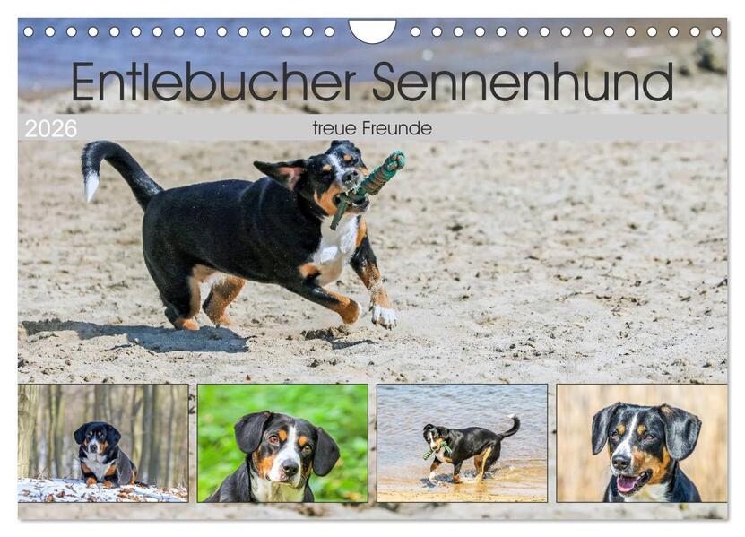Entlebucher Sennenhund - treue Freunde (Wandkalender 2026 DIN A4 quer) CALVENDO Monatskalender