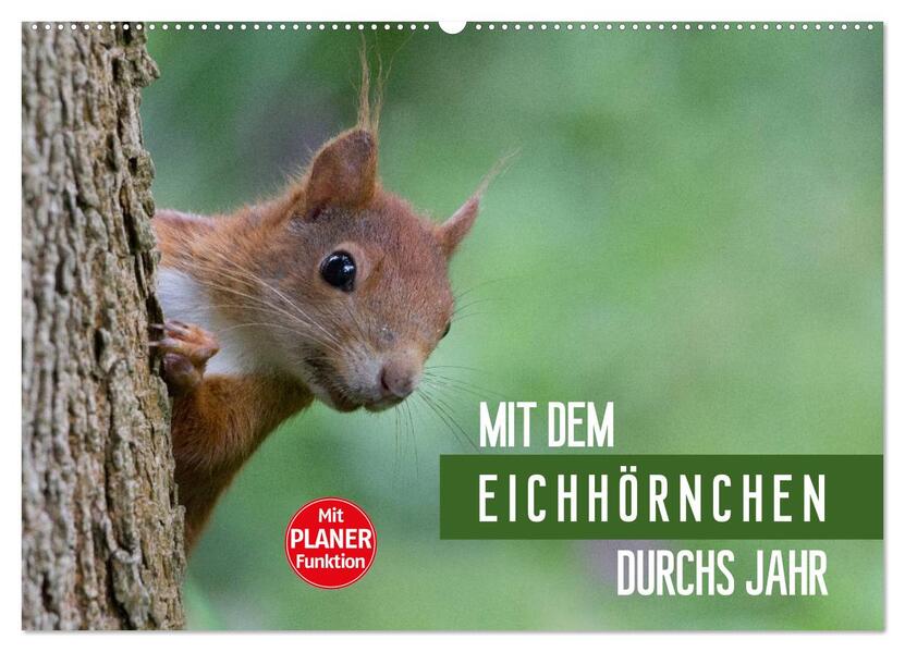 Mit dem Eichhörnchen durchs Jahr (Wandkalender 2026 DIN A2 quer) CALVENDO Monatskalender