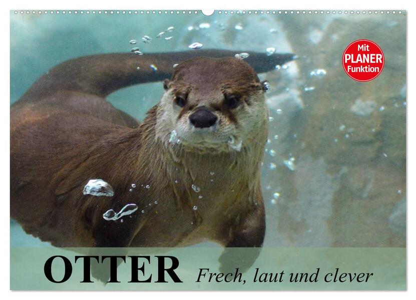 Otter. Frech laut und clever (Wandkalender 2026 DIN A2 quer) CALVENDO Monatskalender