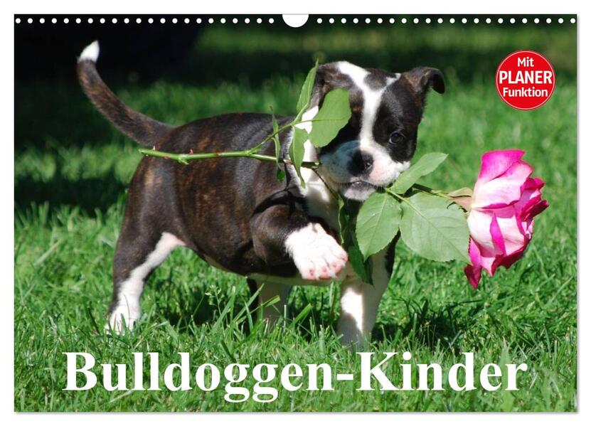 Bulldoggen-Kinder (Wandkalender 2026 DIN A3 quer) CALVENDO Monatskalender