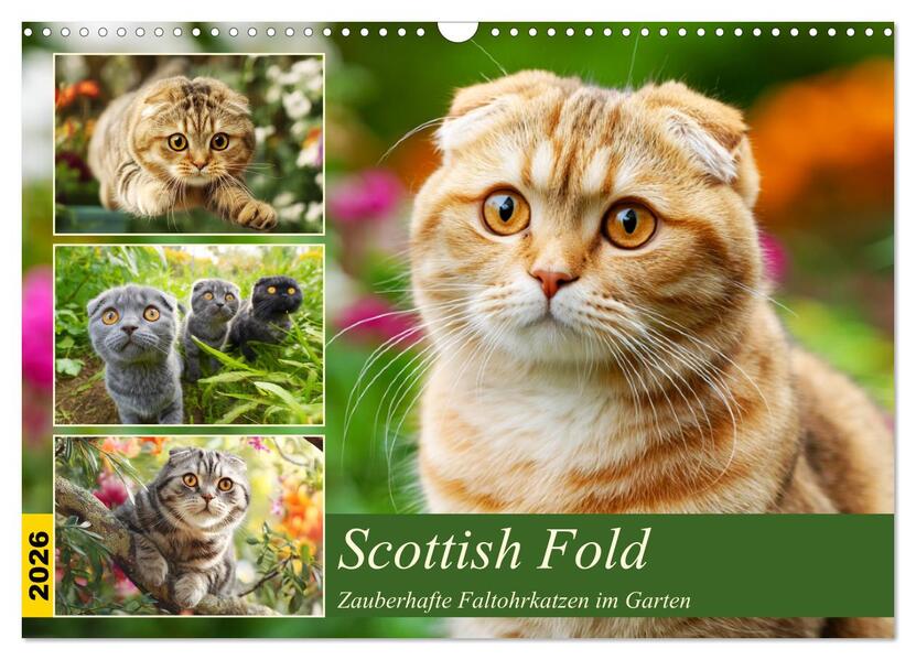 Scottish Fold. Zauberhafte Faltohrkatzen im Garten (Wandkalender 2026 DIN A3 quer) CALVENDO Monatskalender