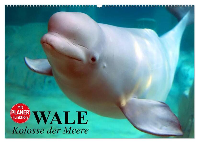Wale. Kolosse der Meere (Wandkalender 2026 DIN A2 quer) CALVENDO Monatskalender