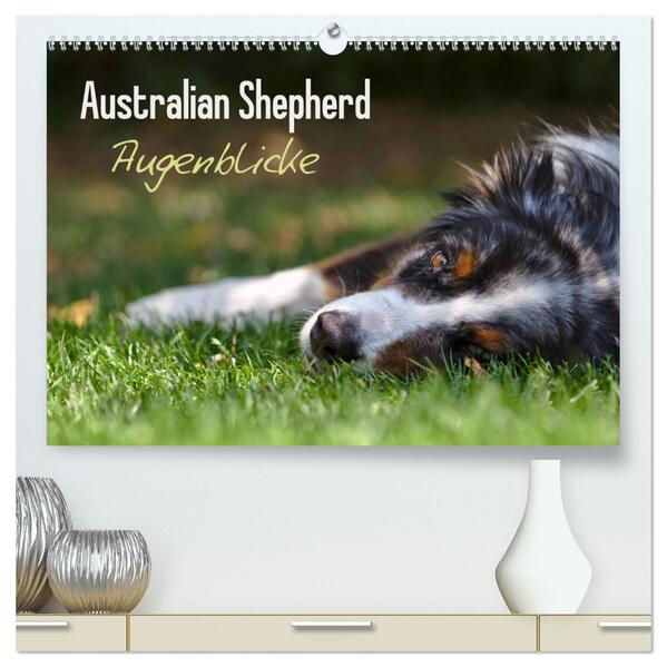 Australian Shepherd - Augenblicke (hochwertiger Premium Wandkalender 2026 DIN A2 quer) Kunstdruck in Hochglanz