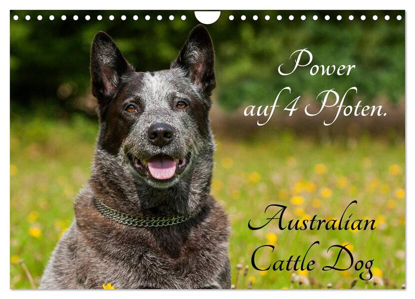 Power auf 4 Pfoten. Australian Cattle Dog (Wandkalender 2026 DIN A4 quer) CALVENDO Monatskalender
