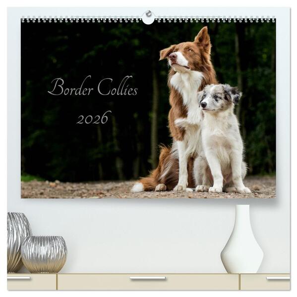 Border Collies 2026 (hochwertiger Premium Wandkalender 2026 DIN A2 quer) Kunstdruck in Hochglanz