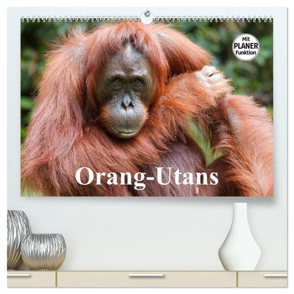 Orang-Utans (hochwertiger Premium Wandkalender 2026 DIN A2 quer) Kunstdruck in Hochglanz