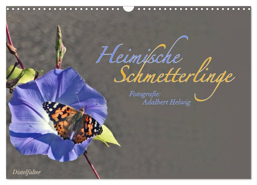 Heimische Schmetterlinge (Wandkalender 2026 DIN A3 quer) CALVENDO Monatskalender