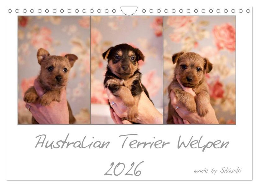 Australian Terrier Welpen (Wandkalender 2026 DIN A4 quer) CALVENDO Monatskalender