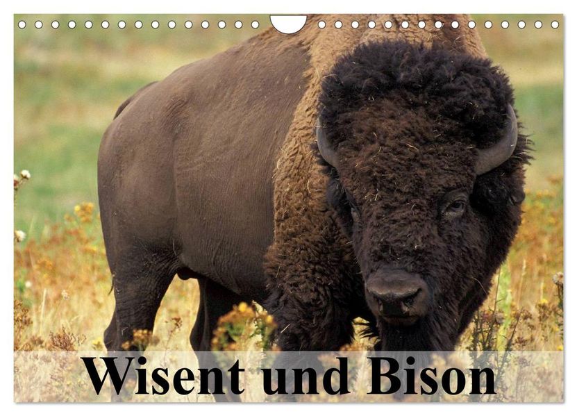 Wisent und Bison (Wandkalender 2026 DIN A4 quer) CALVENDO Monatskalender