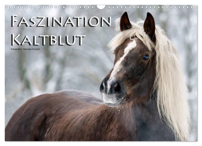 Faszination Kaltblut (Wandkalender 2026 DIN A3 quer) CALVENDO Monatskalender
