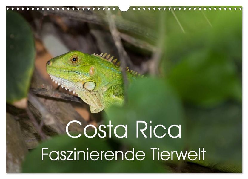 Costa Rica. Faszinierende Tierwelt (Wandkalender 2026 DIN A3 quer) CALVENDO Monatskalender