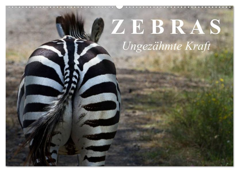 Zebras - Ungezähmte Kraft (Wandkalender 2026 DIN A2 quer) CALVENDO Monatskalender