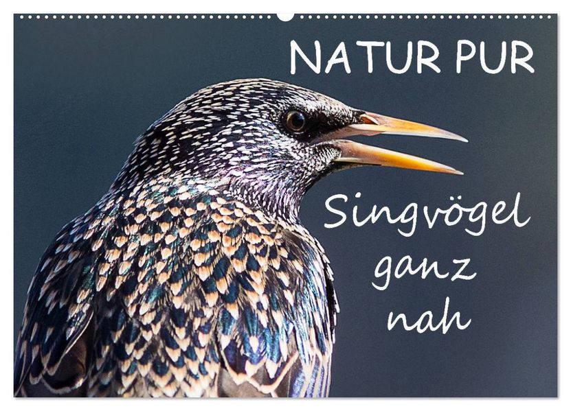 NATUR PUR - Singvögel ganz nah (Wandkalender 2026 DIN A2 quer) CALVENDO Monatskalender