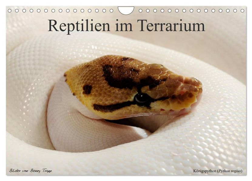 REPTILIEN IM TERRARIUM (Wandkalender 2026 DIN A4 quer) CALVENDO Monatskalender