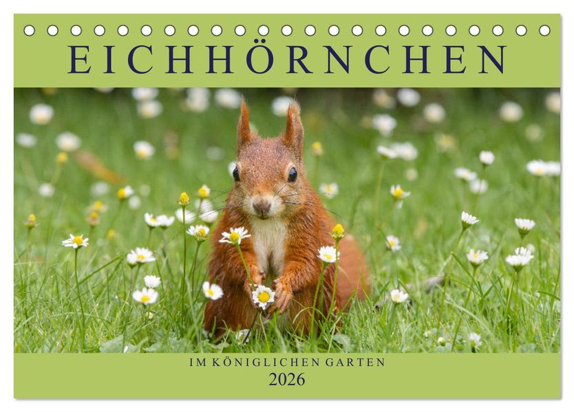 Eichhörnchen im Königlichen Garten (Tischkalender 2026 DIN A5 quer) CALVENDO Monatskalender