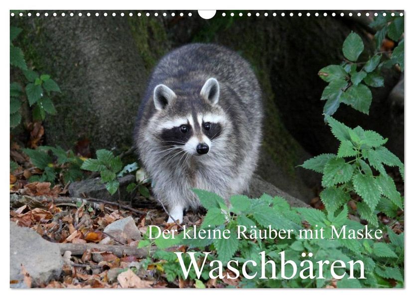 Der kleine Räuber mit Maske - Waschbären (Wandkalender 2026 DIN A3 quer) CALVENDO Monatskalender