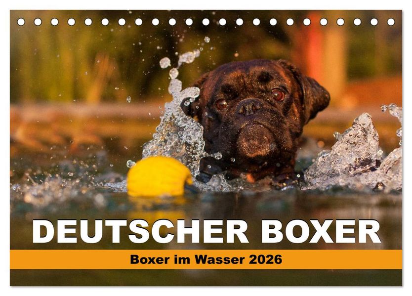 Deutscher Boxer - Boxer im Wasser 2026 (Tischkalender 2026 DIN A5 quer) CALVENDO Monatskalender