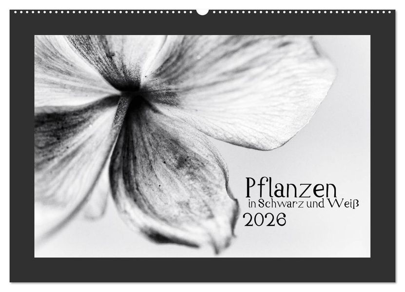 Pflanzen in Schwarz und Weiß (Wandkalender 2026 DIN A2 quer) CALVENDO Monatskalender