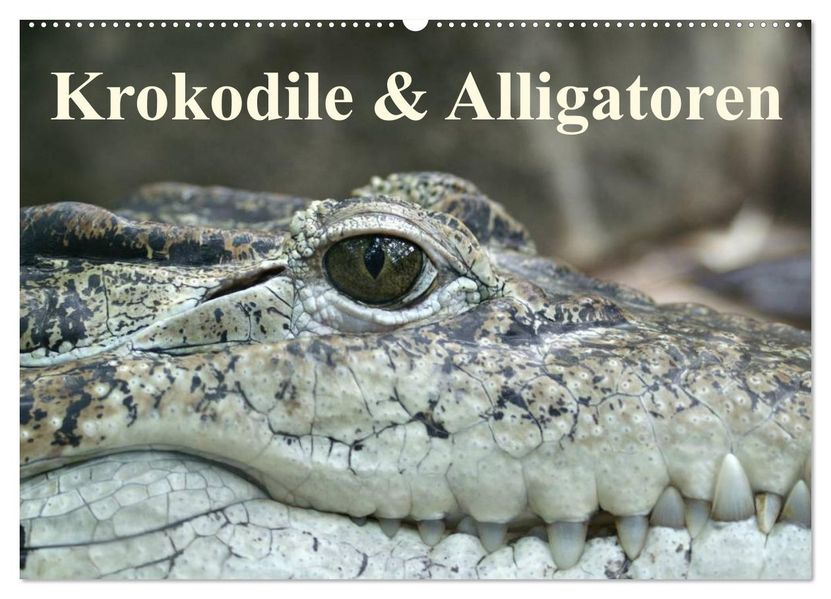 Krokodile & Alligatoren (Wandkalender 2026 DIN A2 quer) CALVENDO Monatskalender