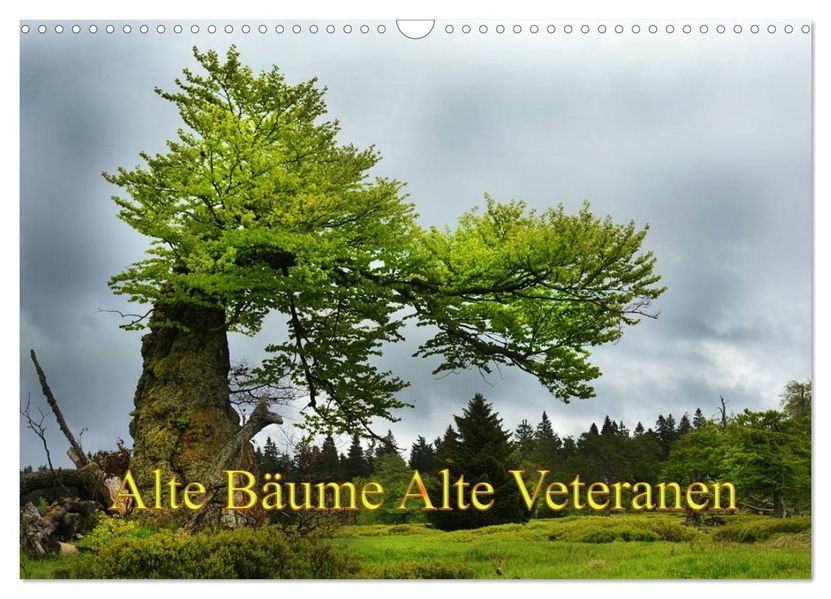 Alte Bäume Alte Veteranen (Wandkalender 2026 DIN A3 quer) CALVENDO Monatskalender