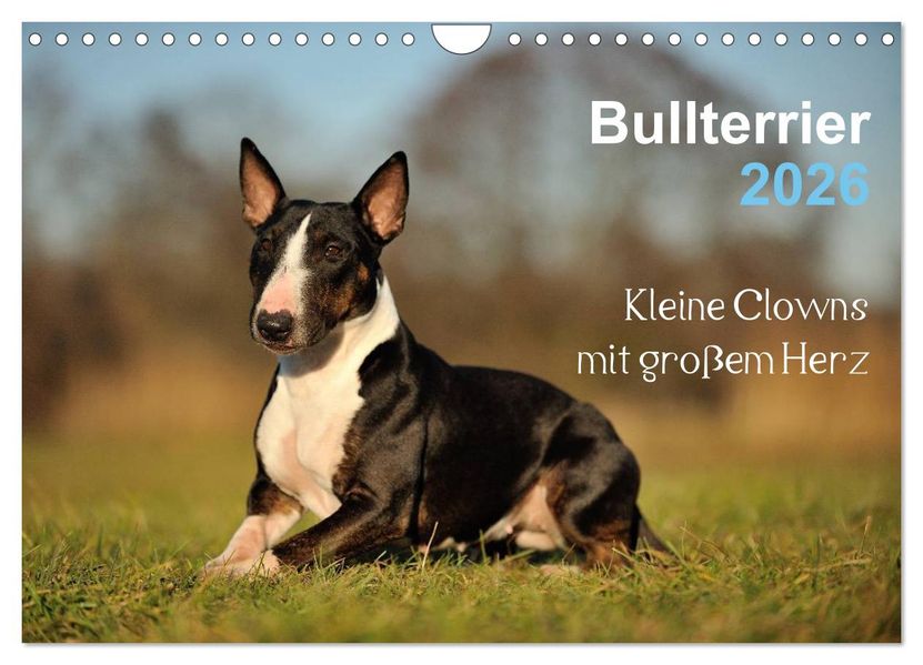 Bullterrier 2026 - Kleine Clowns mit großem Herz (Wandkalender 2026 DIN A4 quer) CALVENDO Monatskalender