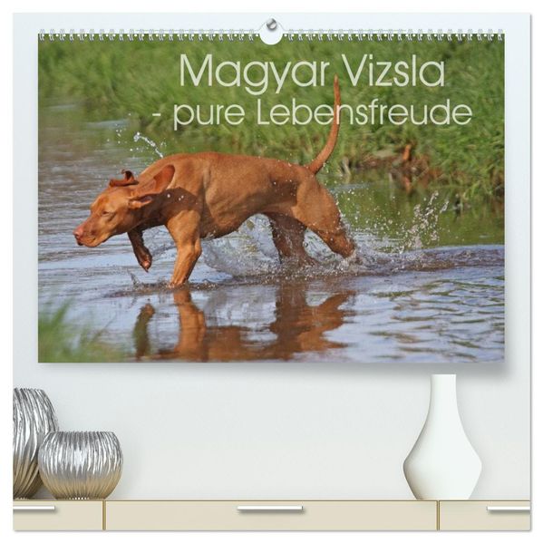 Magyar Vizsla - pure Lebensfreude (hochwertiger Premium Wandkalender 2026 DIN A2 quer) Kunstdruck in Hochglanz