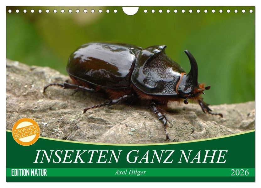 INSEKTEN GANZ NAHE (Wandkalender 2026 DIN A4 quer) CALVENDO Monatskalender