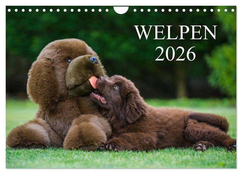 Welpen 2026 (Wandkalender 2026 DIN A4 quer) CALVENDO Monatskalender