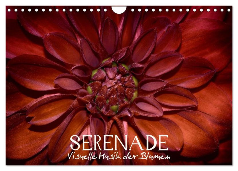 Serenade - Visuelle Musik der Blumen (Wandkalender 2026 DIN A4 quer) CALVENDO Monatskalender