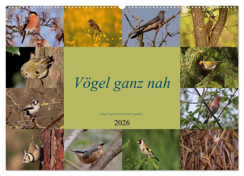 Vögel ganz nah (Wandkalender 2026 DIN A2 quer) CALVENDO Monatskalender