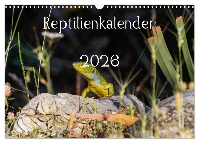 Reptilienkalender 2026 (Wandkalender 2026 DIN A3 quer) CALVENDO Monatskalender