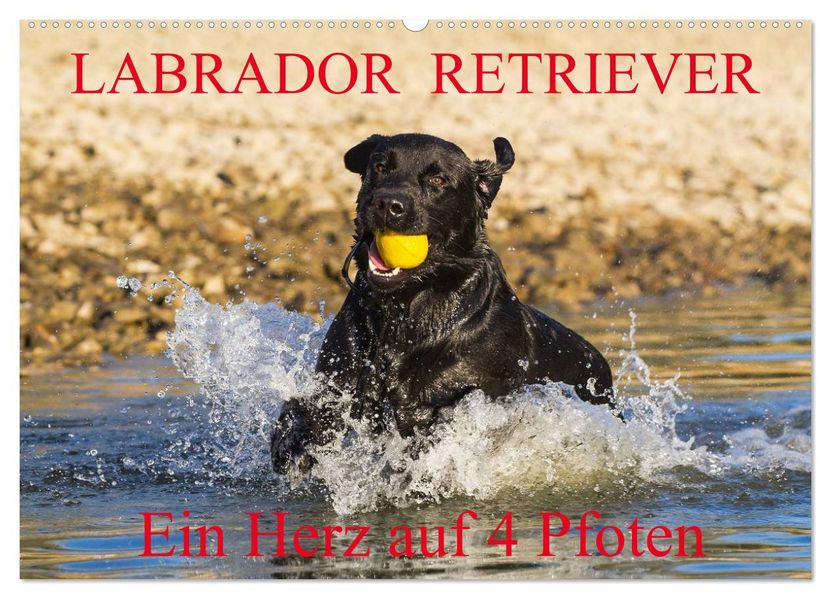 Labrador Retriever - ein Herz auf 4 Pfoten (Wandkalender 2026 DIN A2 quer) CALVENDO Monatskalender