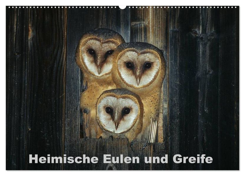 Heimische Eulen und Greife (Wandkalender 2026 DIN A2 quer) CALVENDO Monatskalender