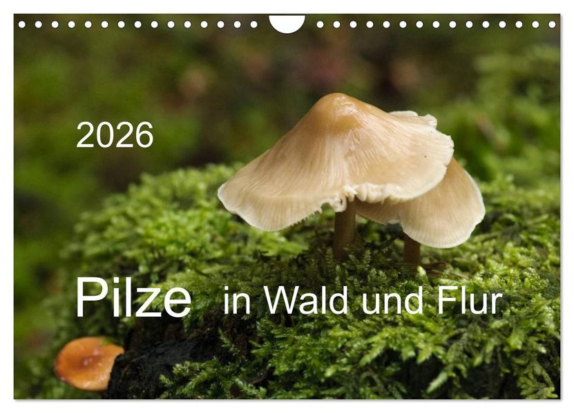 Pilze in Wald und Flur (Wandkalender 2026 DIN A4 quer) CALVENDO Monatskalender