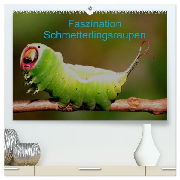 Faszination Schmetterlingsraupen (hochwertiger Premium Wandkalender 2026 DIN A2 quer) Kunstdruck in Hochglanz