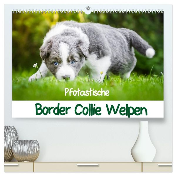 Pfotastische Border Collie Welpen (hochwertiger Premium Wandkalender 2026 DIN A2 quer) Kunstdruck in Hochglanz