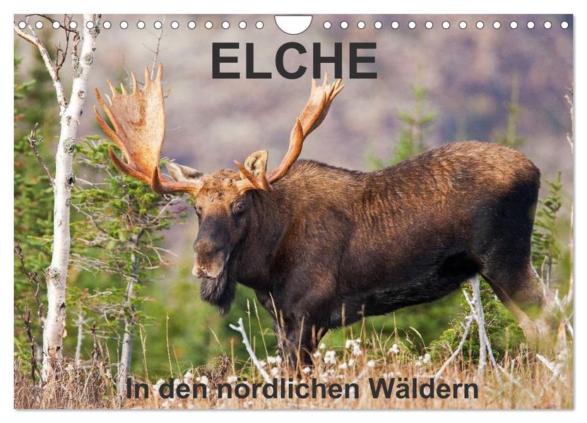 ELCHE In den nördlichen Wäldern (Wandkalender 2026 DIN A4 quer) CALVENDO Monatskalender