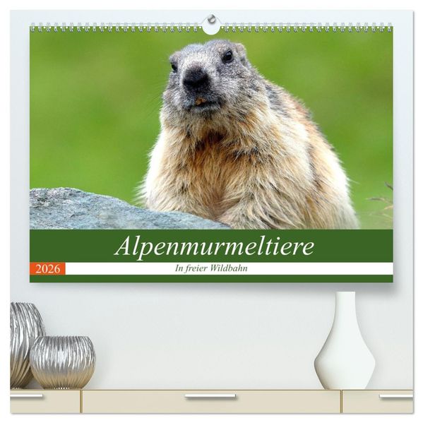 Alpenmurmeltiere in freier Wildbahn (hochwertiger Premium Wandkalender 2026 DIN A2 quer) Kunstdruck in Hochglanz