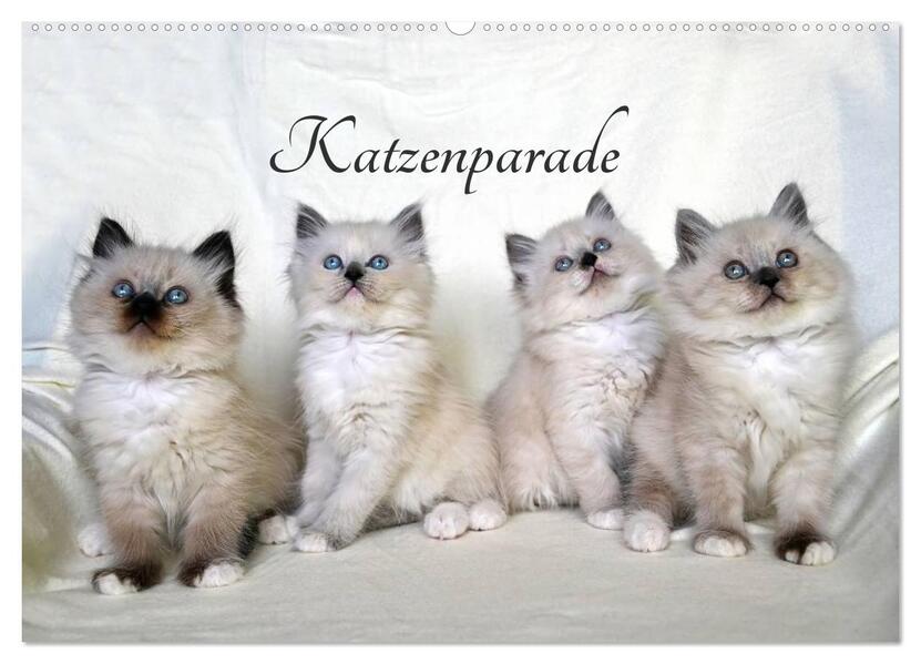 Katzenparade (Wandkalender 2026 DIN A2 quer) CALVENDO Monatskalender