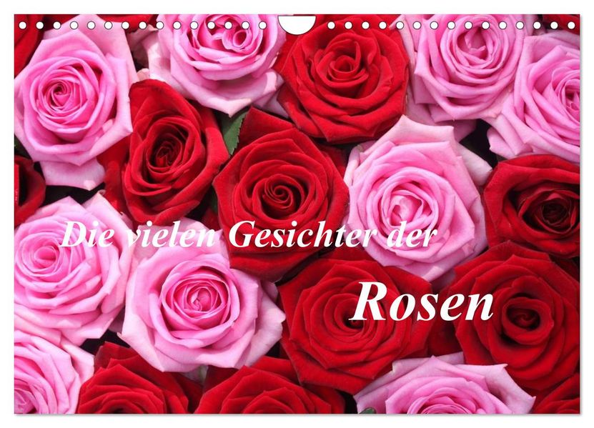 Die vielen Gesichter der Rosen (Wandkalender 2026 DIN A4 quer) CALVENDO Monatskalender