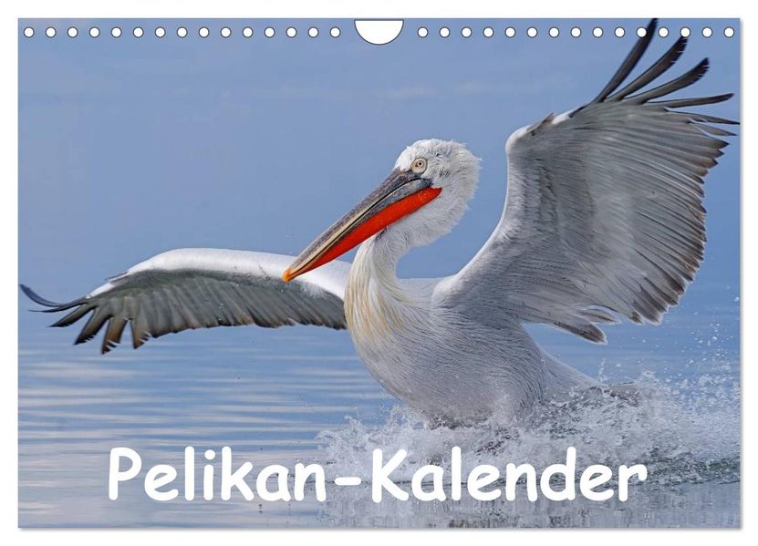 Pelikan-Kalender (Wandkalender 2026 DIN A4 quer) CALVENDO Monatskalender