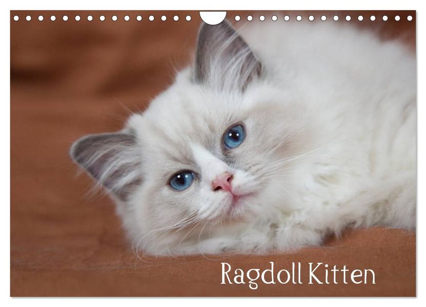 Ragdoll Kitten (Wandkalender 2026 DIN A4 quer) CALVENDO Monatskalender